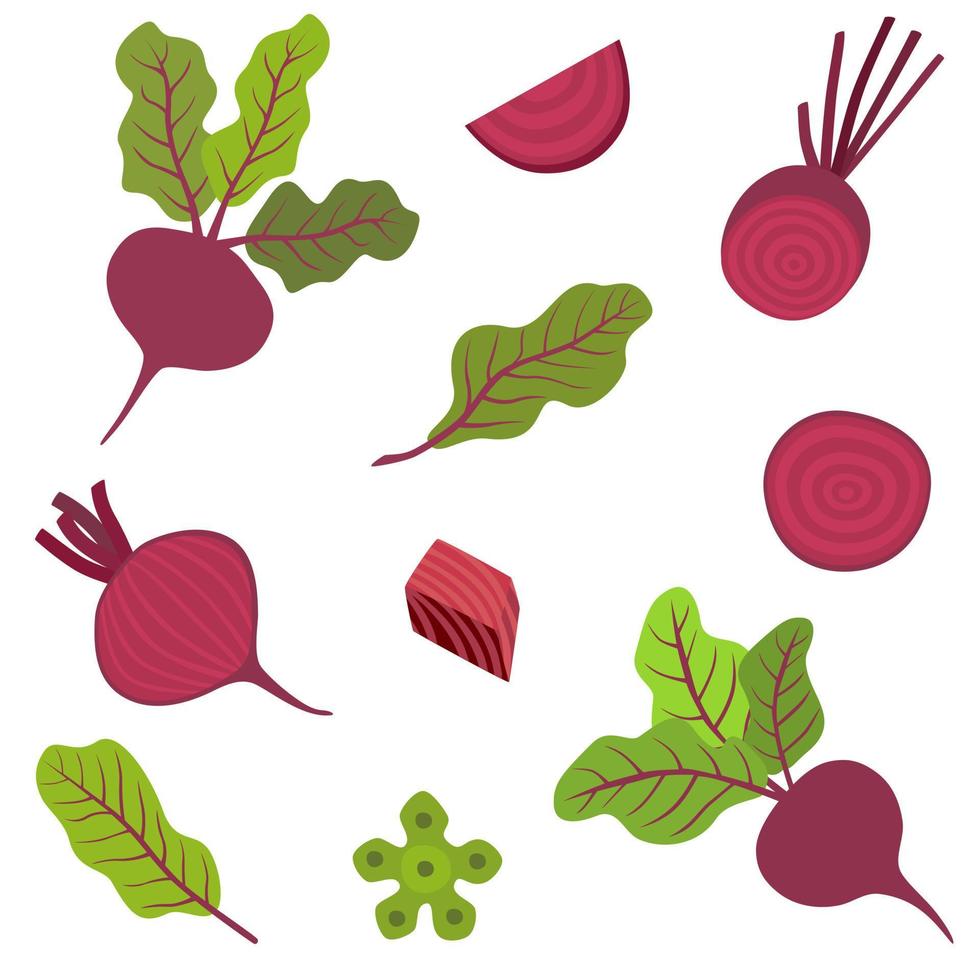 conjunto de raíz de remolacha púrpura roja, ingredientes saludables. vector