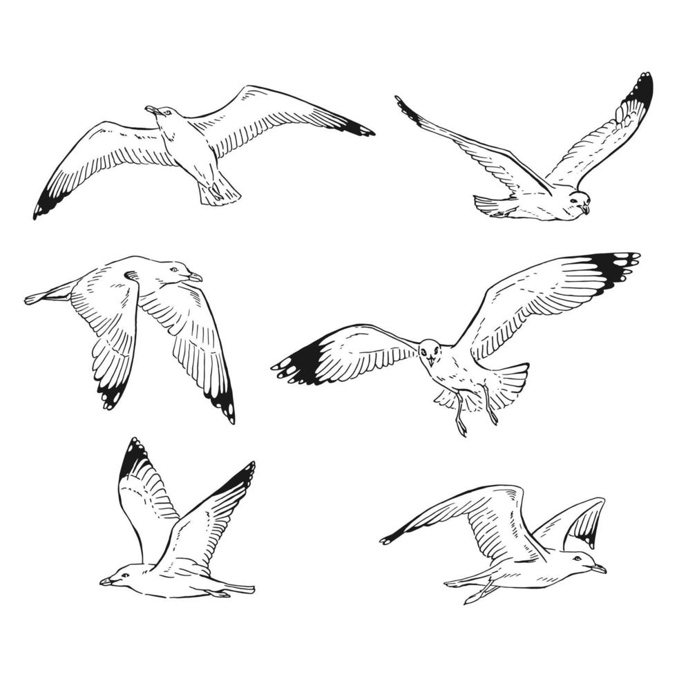 Set of hand drawn seagulls outline. Line art style isolated on white background. vector