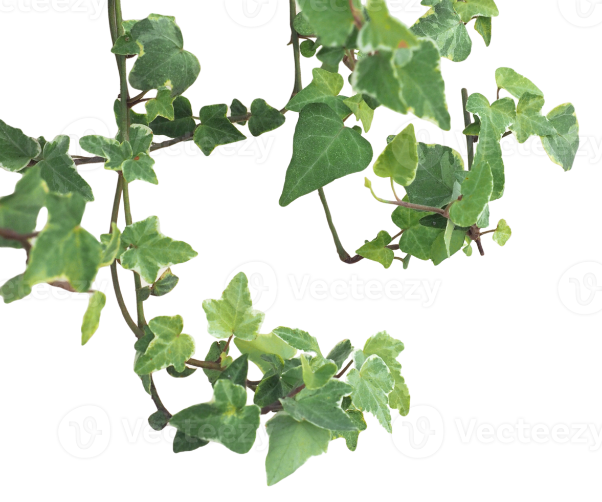 ivy plant transparent PNG