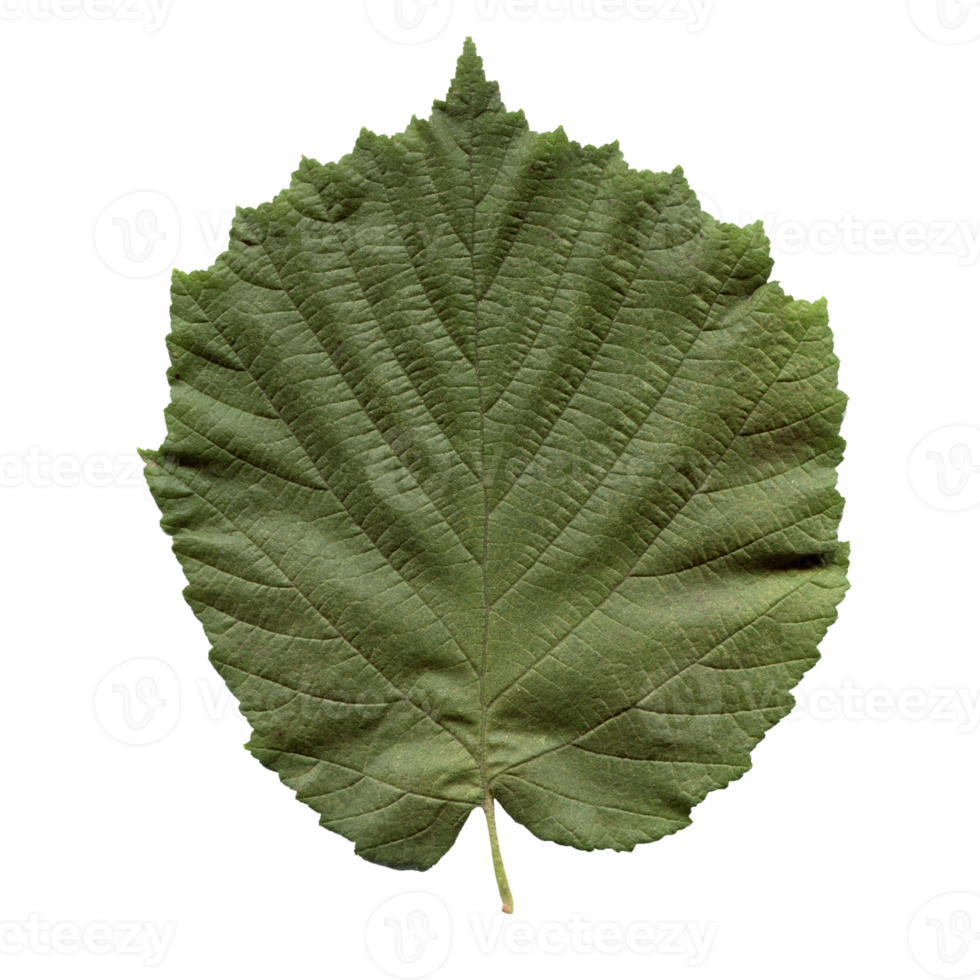 hazel tree leaf transparent PNG