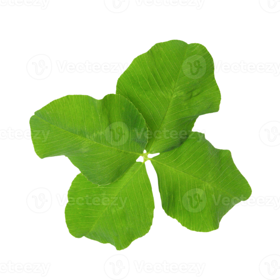 four leaf clover plant transparent PNG