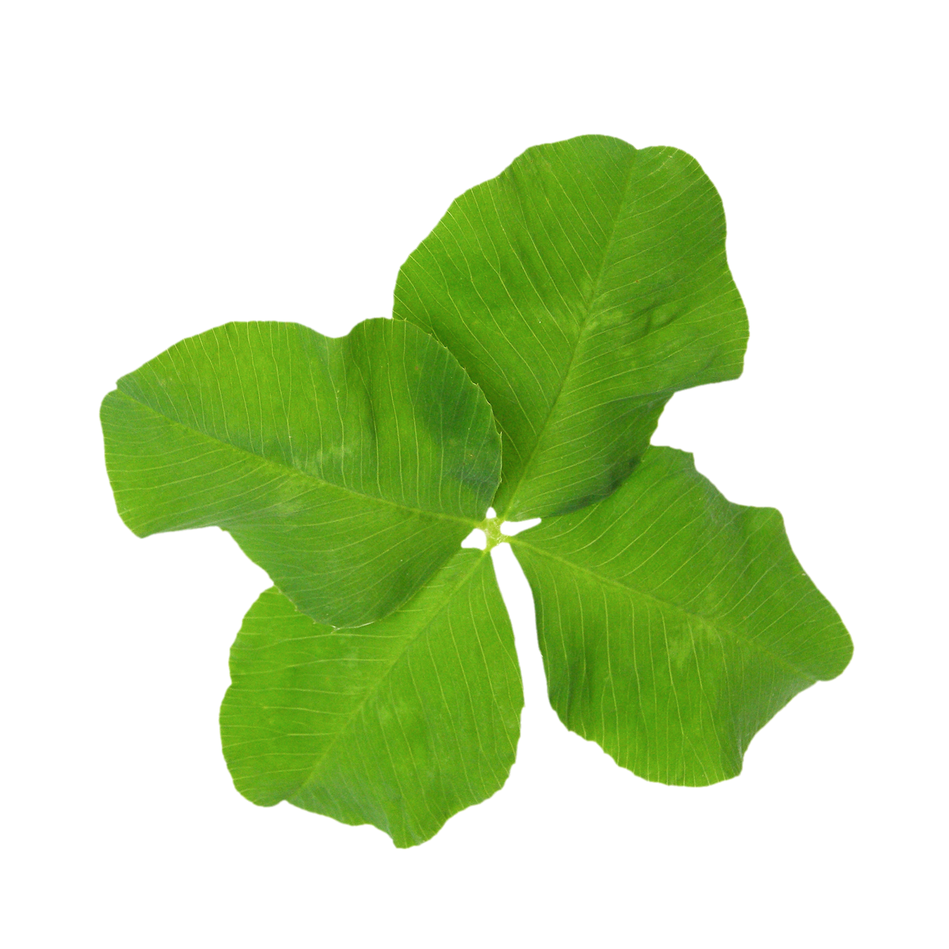 Free Four Leaf Clover Plant Transparent Png Png With Transparent Background
