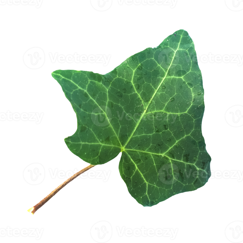 ivy leaf transparent PNG