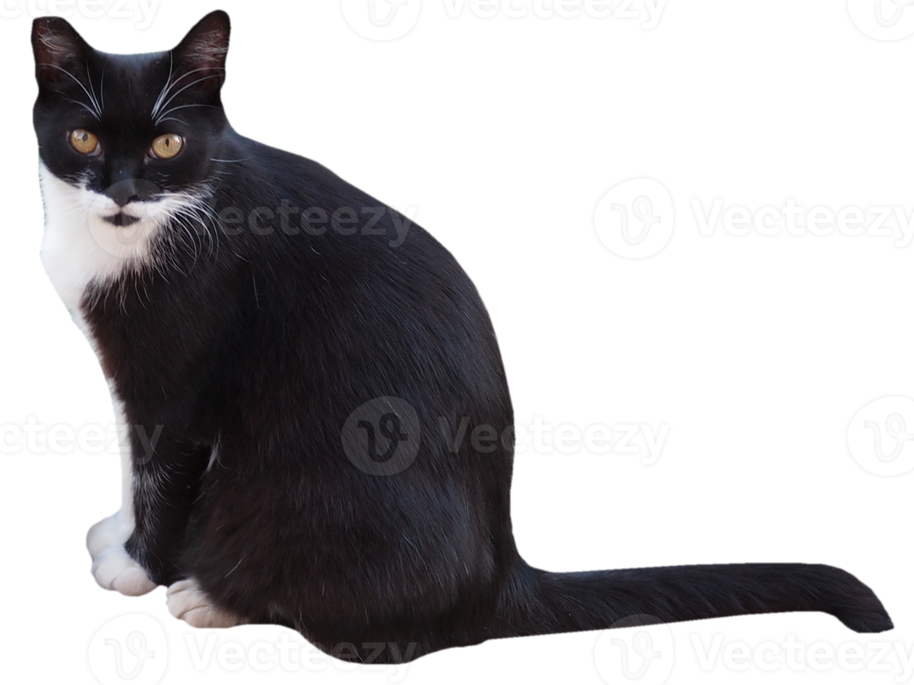 black and white domestic cat transparent PNG