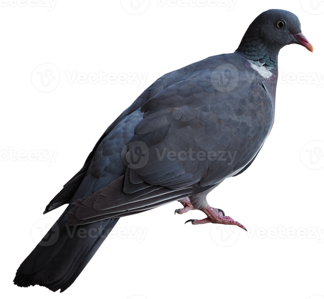 pigeon ramier oiseau animal transparent png