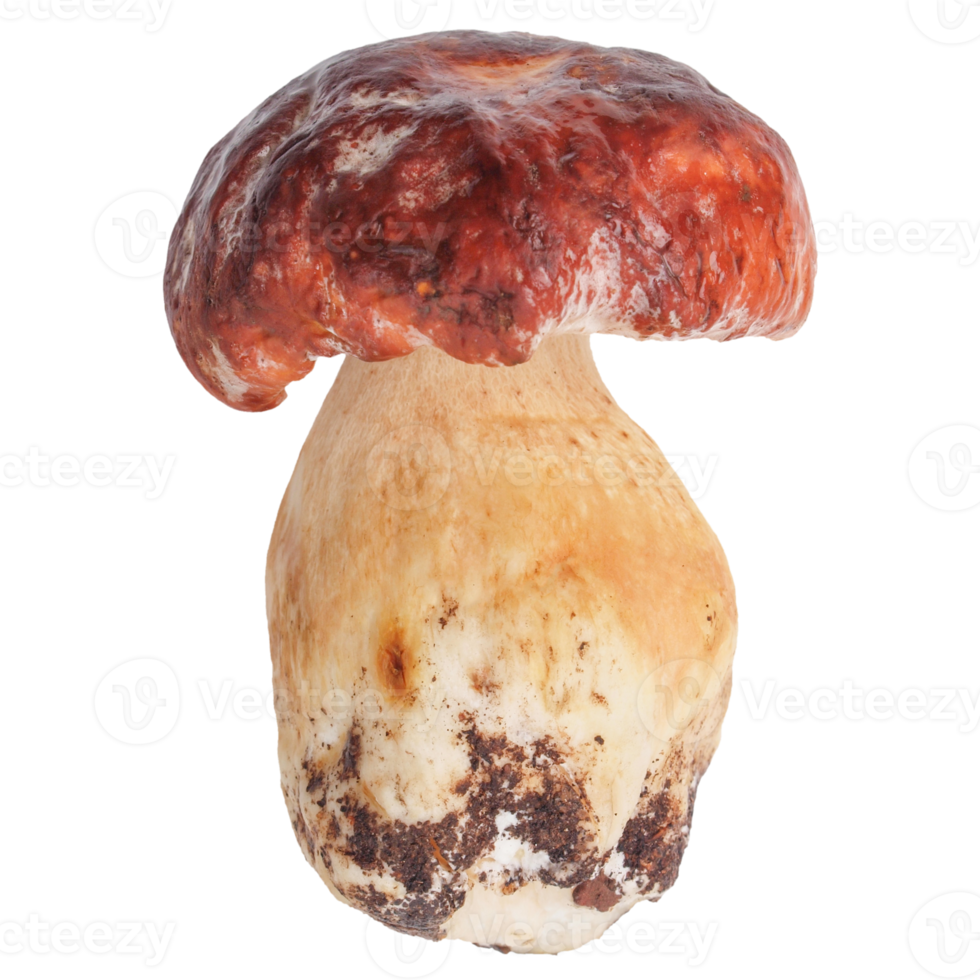 funghi porcini png trasparente