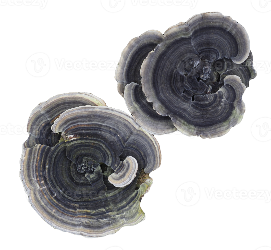 Polypores bracket fungi transparent PNG