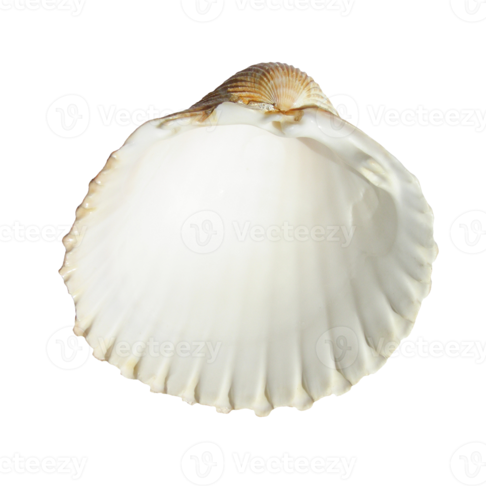 sea shell transparent PNG