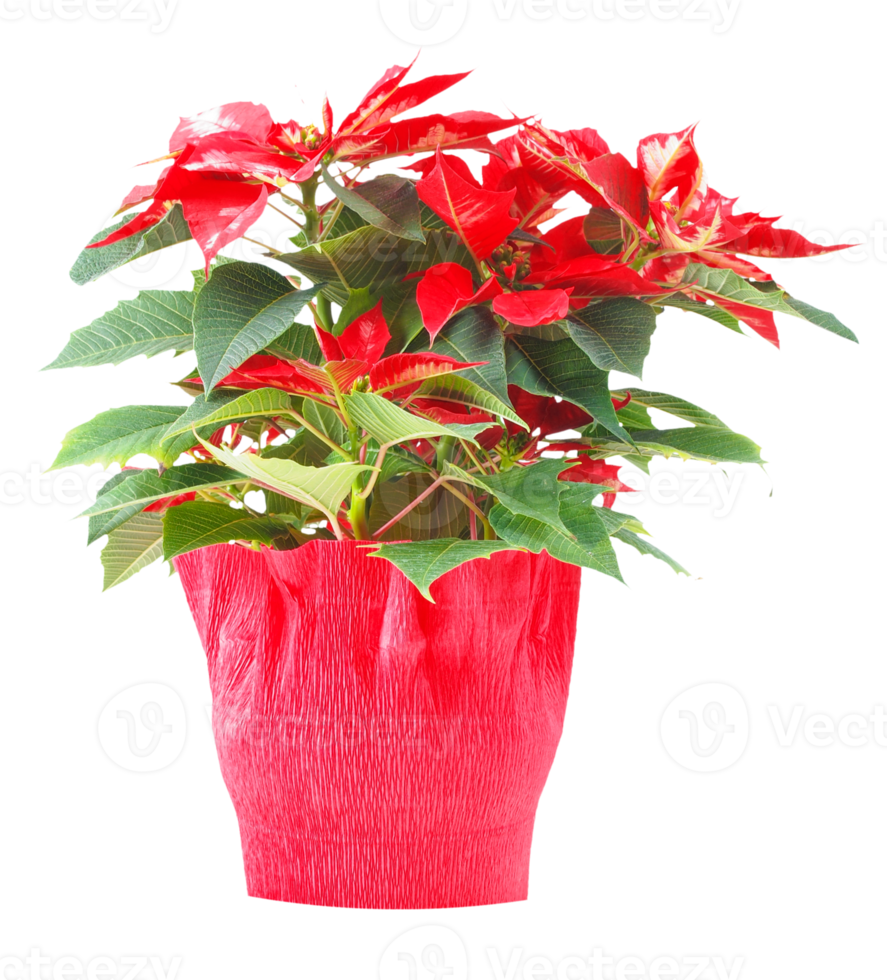 kerstster poinsettia euphorbia pulcherrima plant transparant png