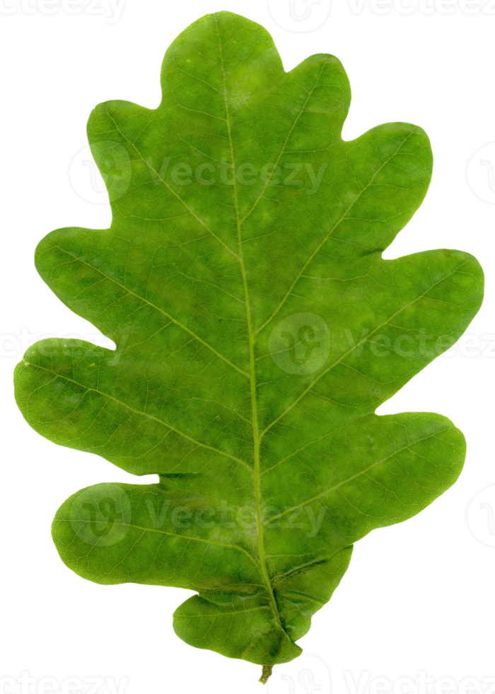 feuille de chêne transparente png