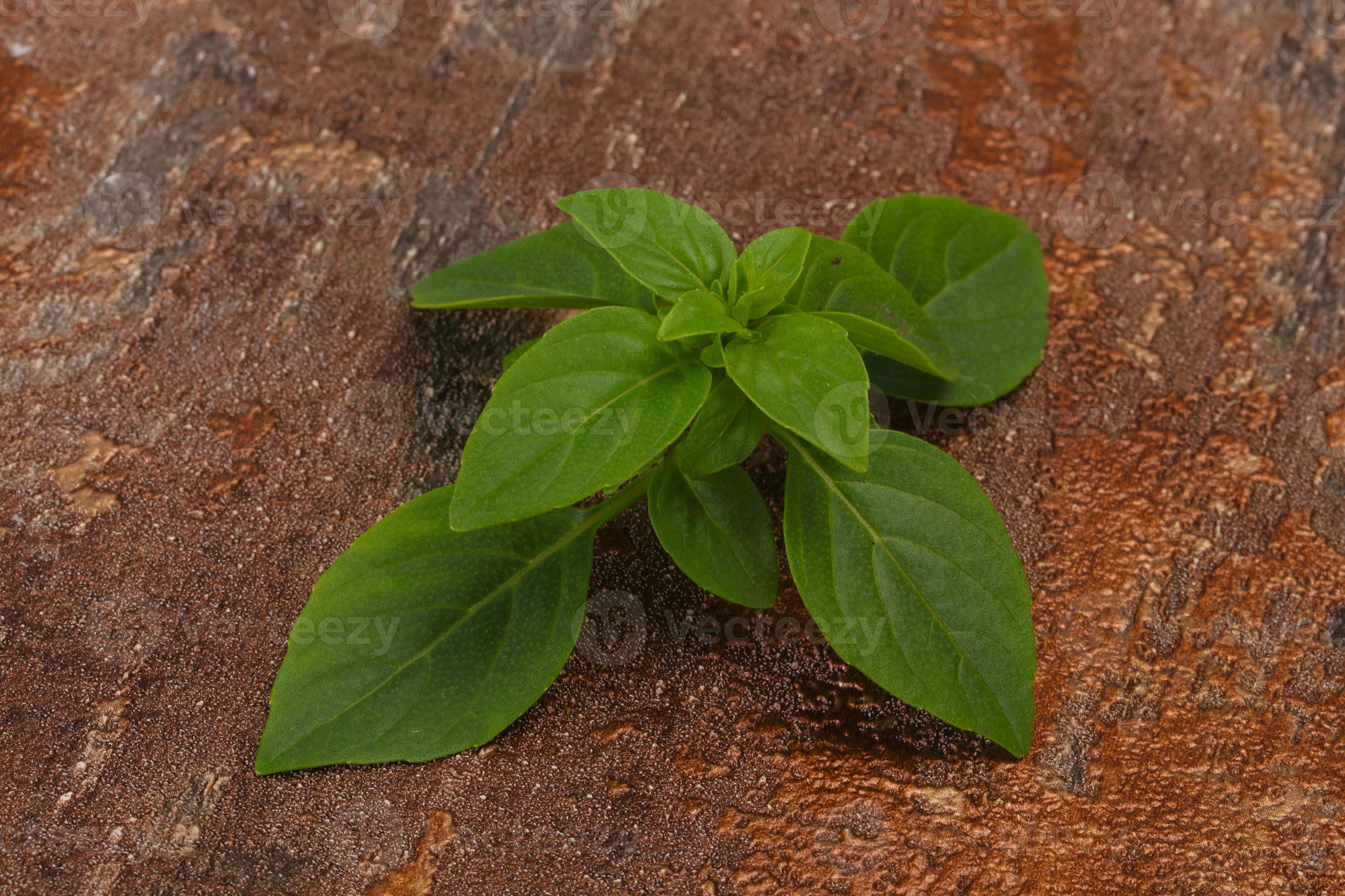 Fresh green Basil leaves for cooking 8541991 Stock Photo at Vecteezy