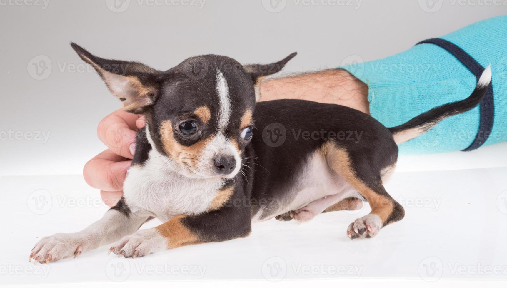 portrait of a cute purebred puppy chihuahu photo