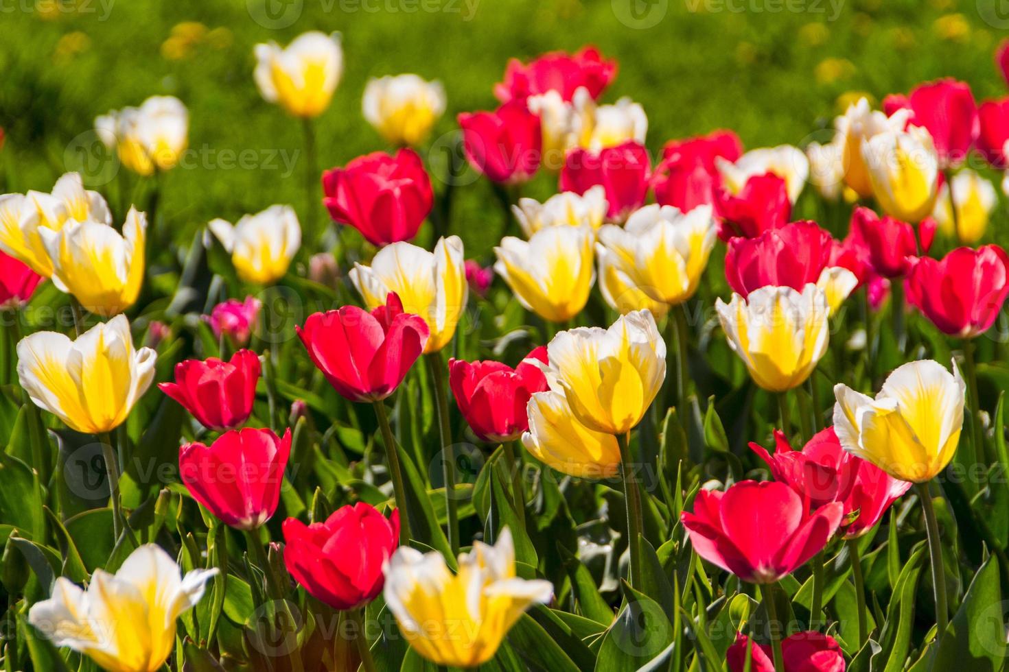 tulips in spring sun photo
