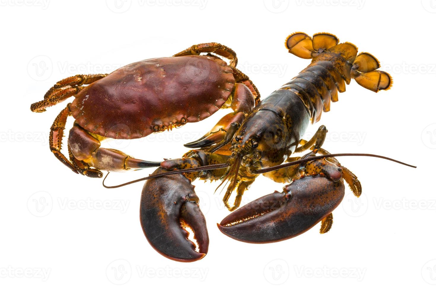 Raw Lobster and Crab photo