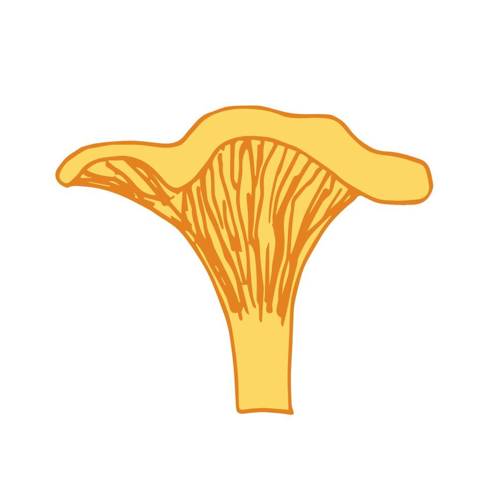 Hand-drawn simple vector color sketch. Forest bright edible chanterelle mushroom isolated on a white background. For prints, labels, stickers.