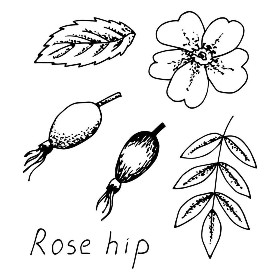 Simple hand-drawn ink vector drawing. Wild rose hip plant, fruits, branch, leaf, flower. Elements of nature. Set for product labels, stickers.
