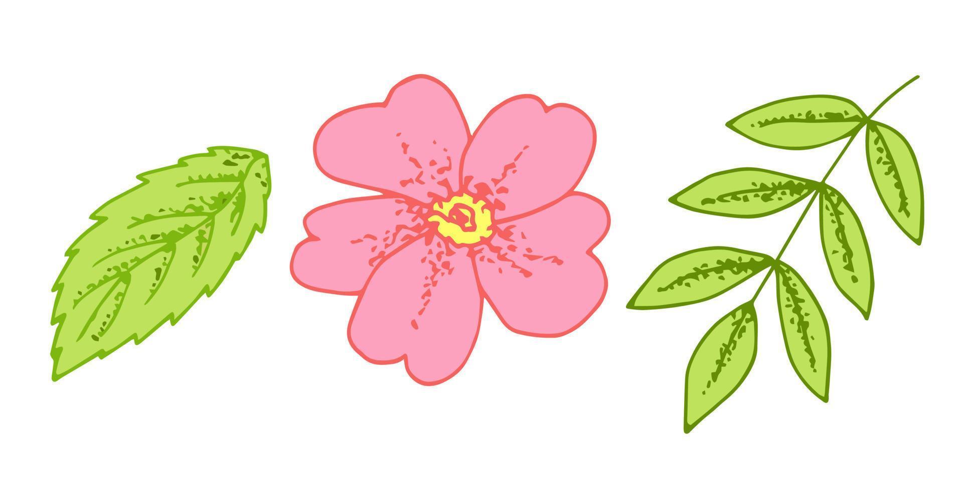Hand-drawn color vector set. Pink rosehip flower, branch with gently green leaves. For sticker, print, label. Spring summer season.