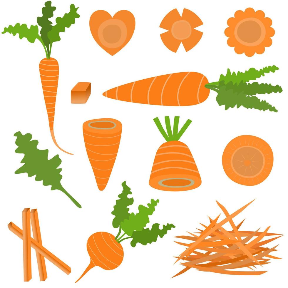 Set of fresh organic carrot.Whole and cut into slices. vector