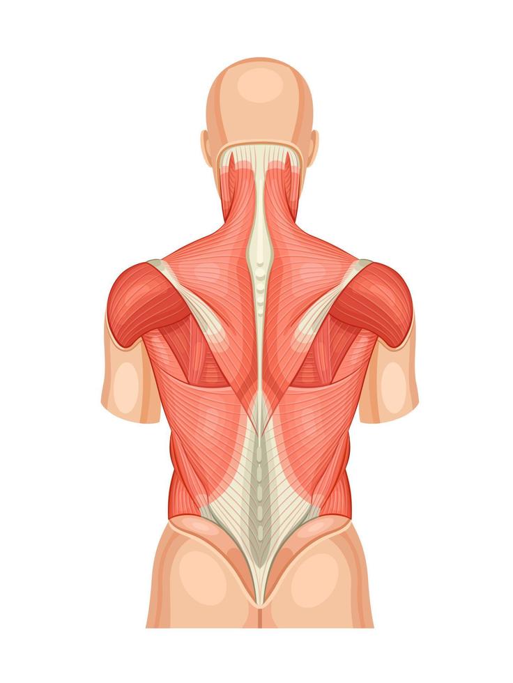 Back muscles educational anatomical diagram. Posterior model of human structure and arrangement of details. Vector medical illustration