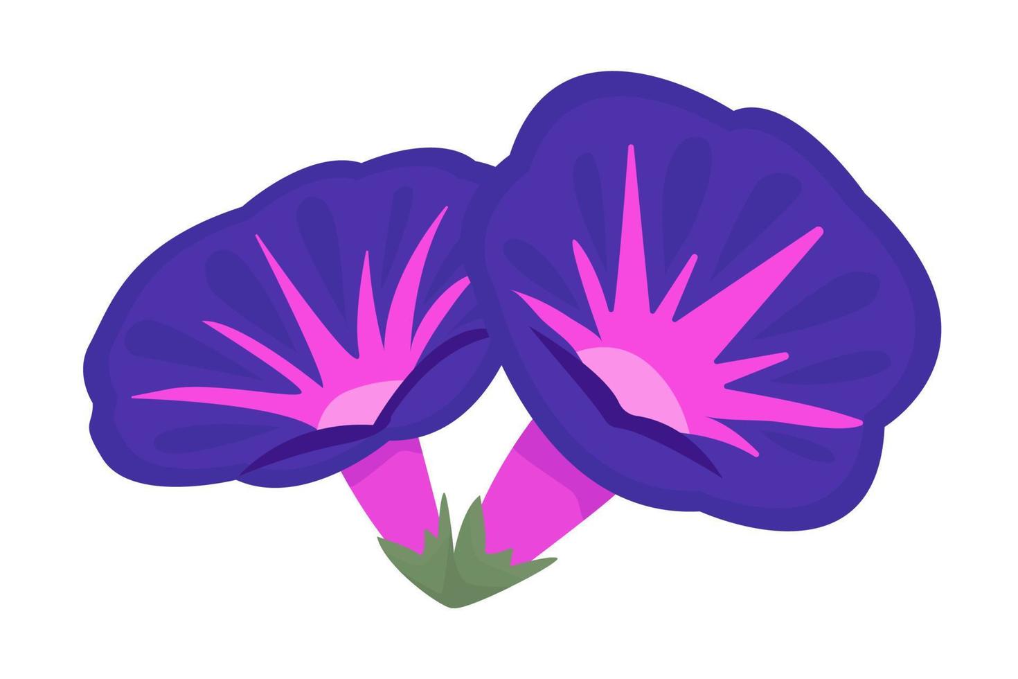 Two blue and pink morning glories vector