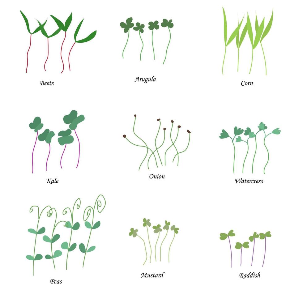 Vector set of microgreens. Herbs - peas, onions, corn, collards, mustard, watercress, arugula, beets