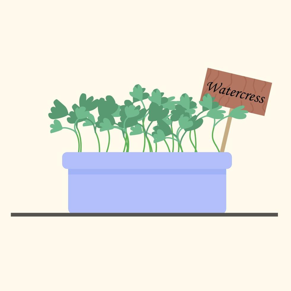 cebollas microgreens en una olla de barro, cultivadas en casa. vector