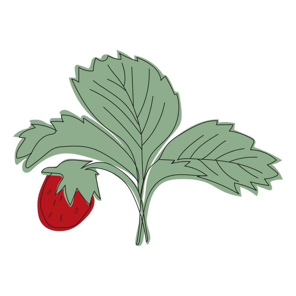 ilustración de línea arbusto de fresa con bayas y flores vector