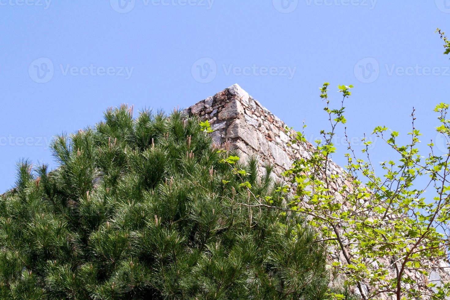 pine growing on an eminence, Turkey photo