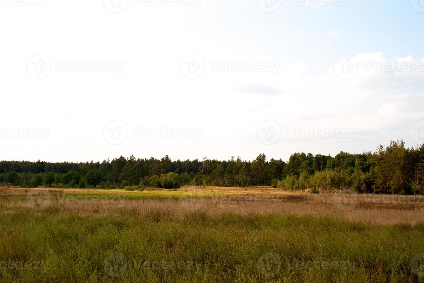 grass valley in forest during summer photo