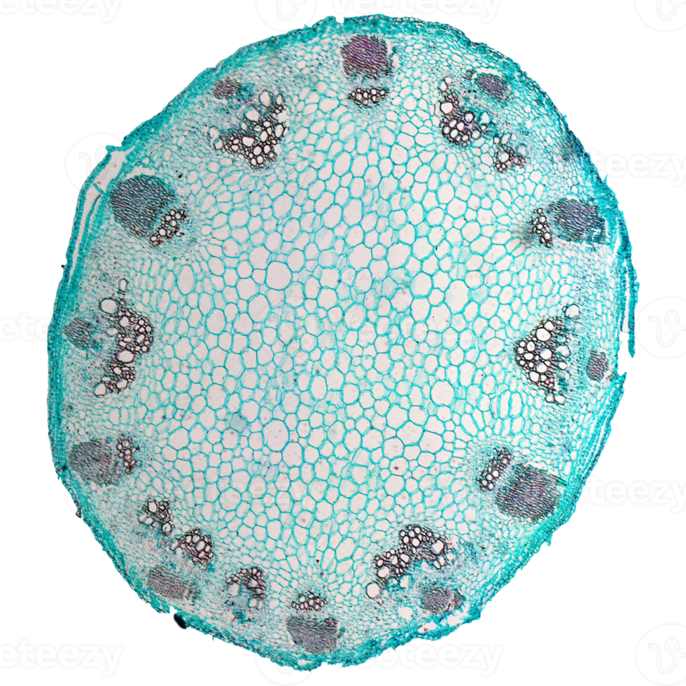 Heliansthus stem micrograph transparent PNG