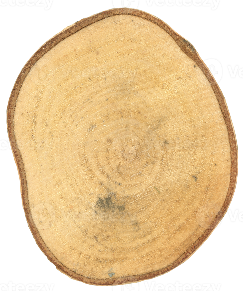 tree trunk cross section transparent PNG