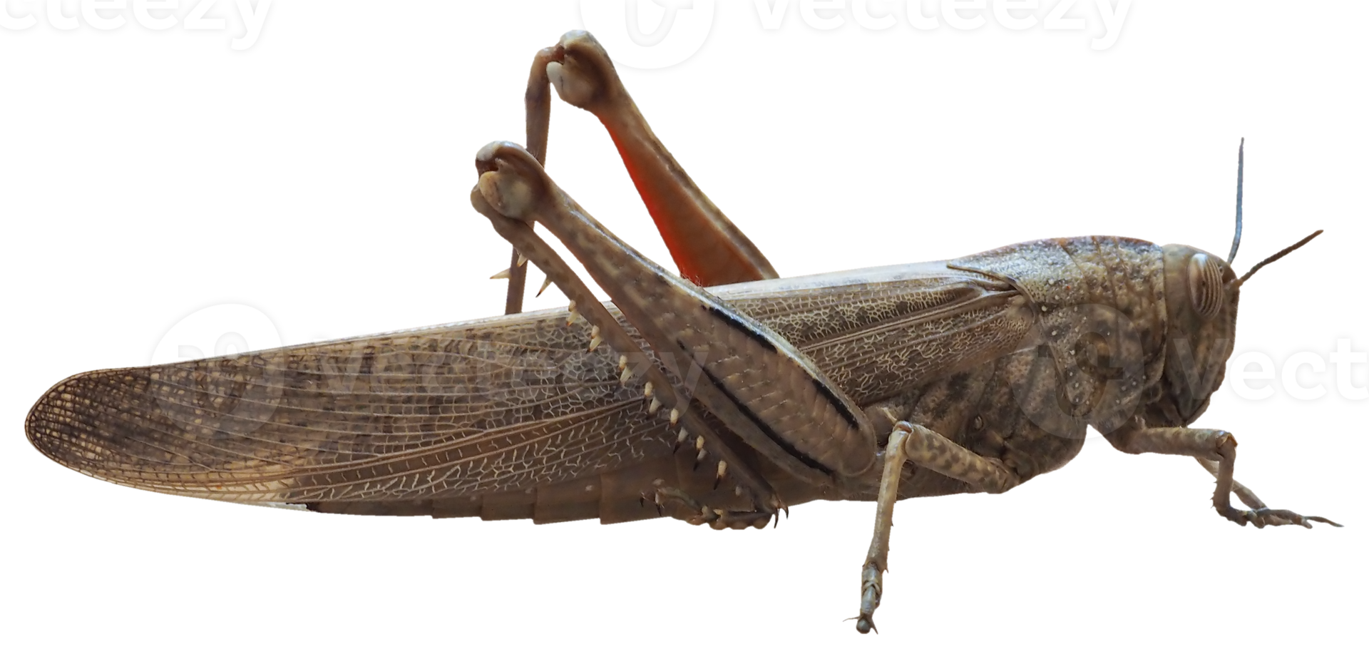 grasshopper insect animal transparent PNG