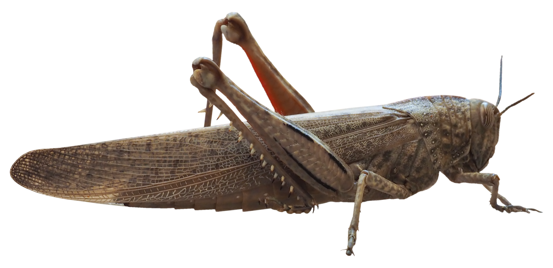 Free grasshopper insect animal transparent PNG 8550669 PNG with Transparent Background Free grasshopper insect animal transparent PNG 8550669 PNG with Transparent Background
