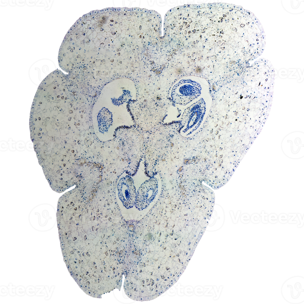 Lily ovary micrograph transparent PNG