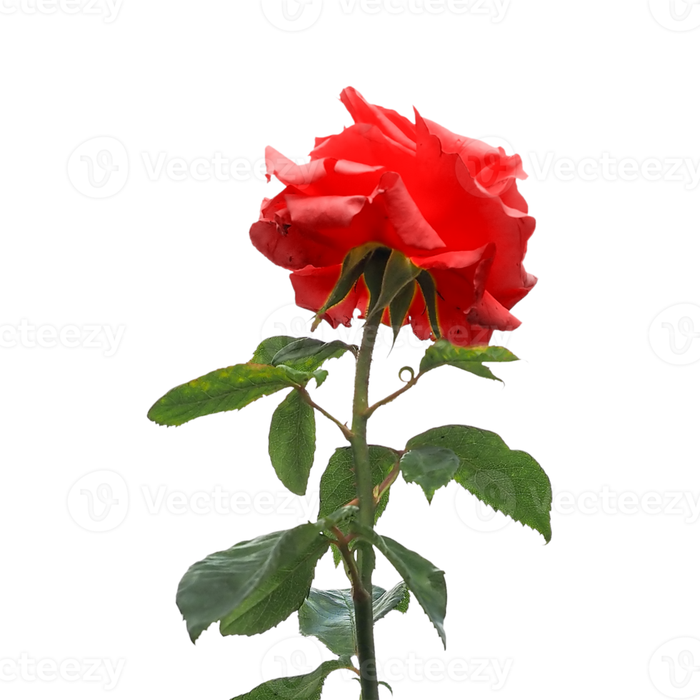rote rosenblume transparent png