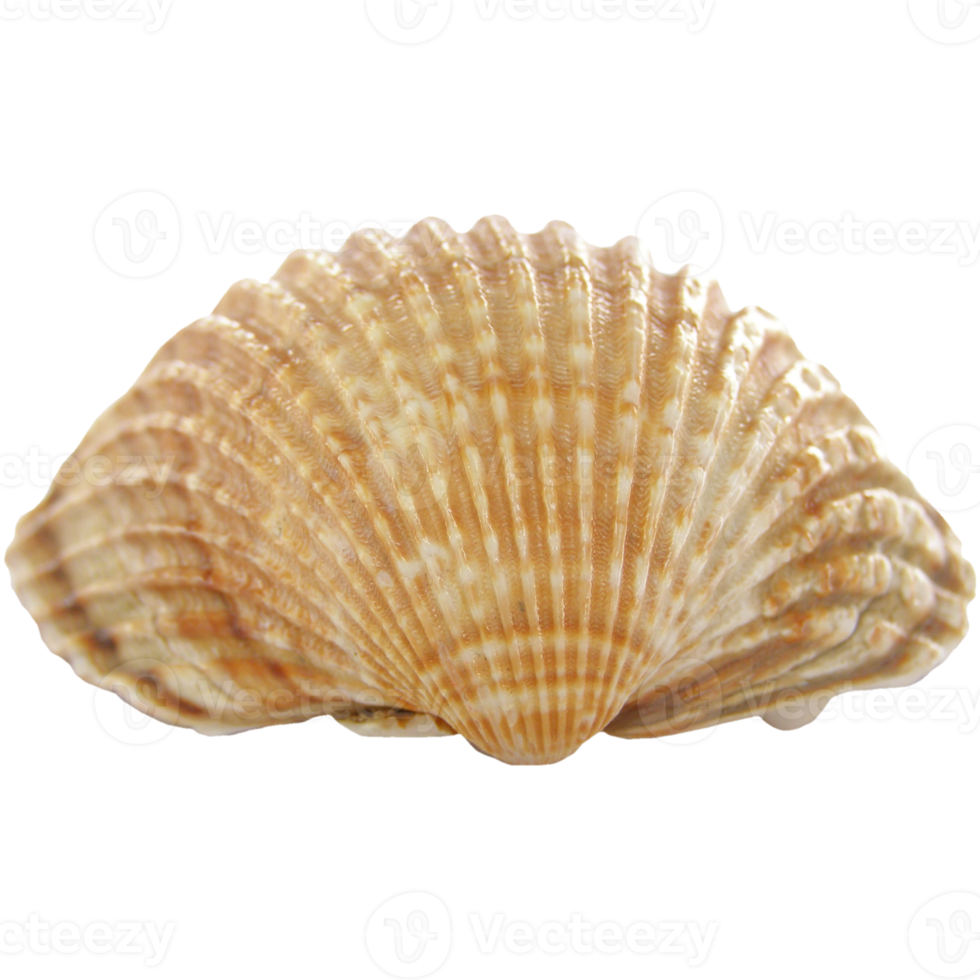 sea shell transparent PNG