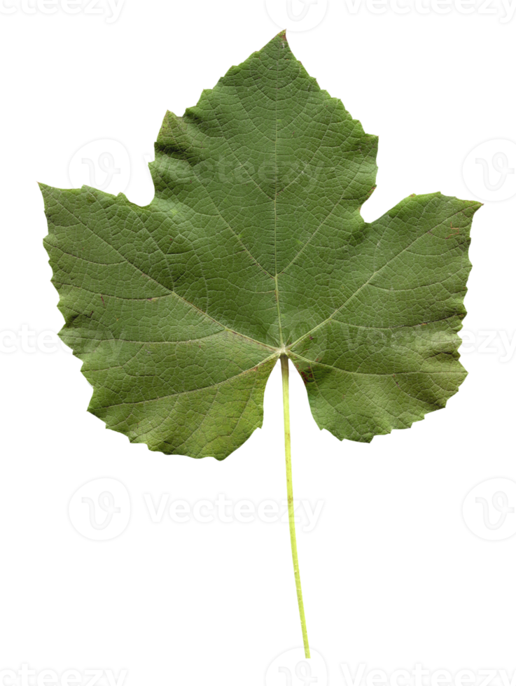 feuille d'arbre vitis transparente png