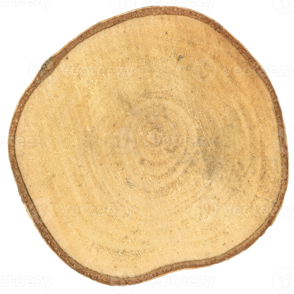 sección transversal del tronco del árbol png transparente