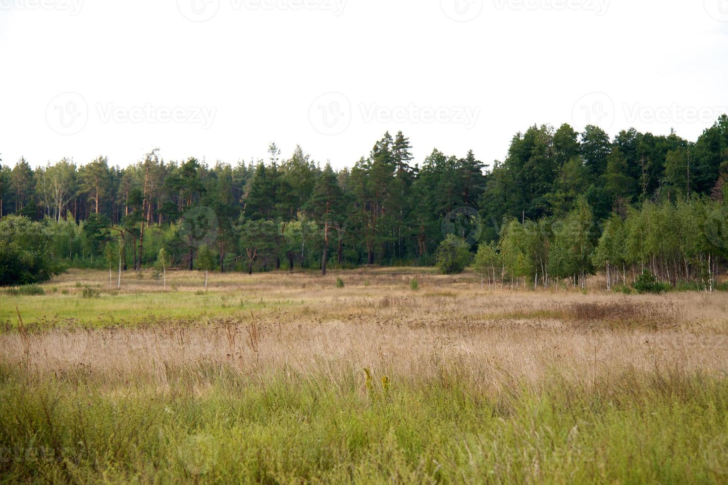 grass valley in forest during summer photo