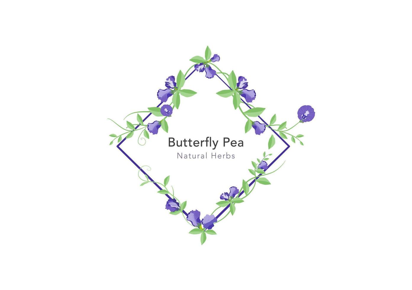 Butterfly pea floral frame vector banner