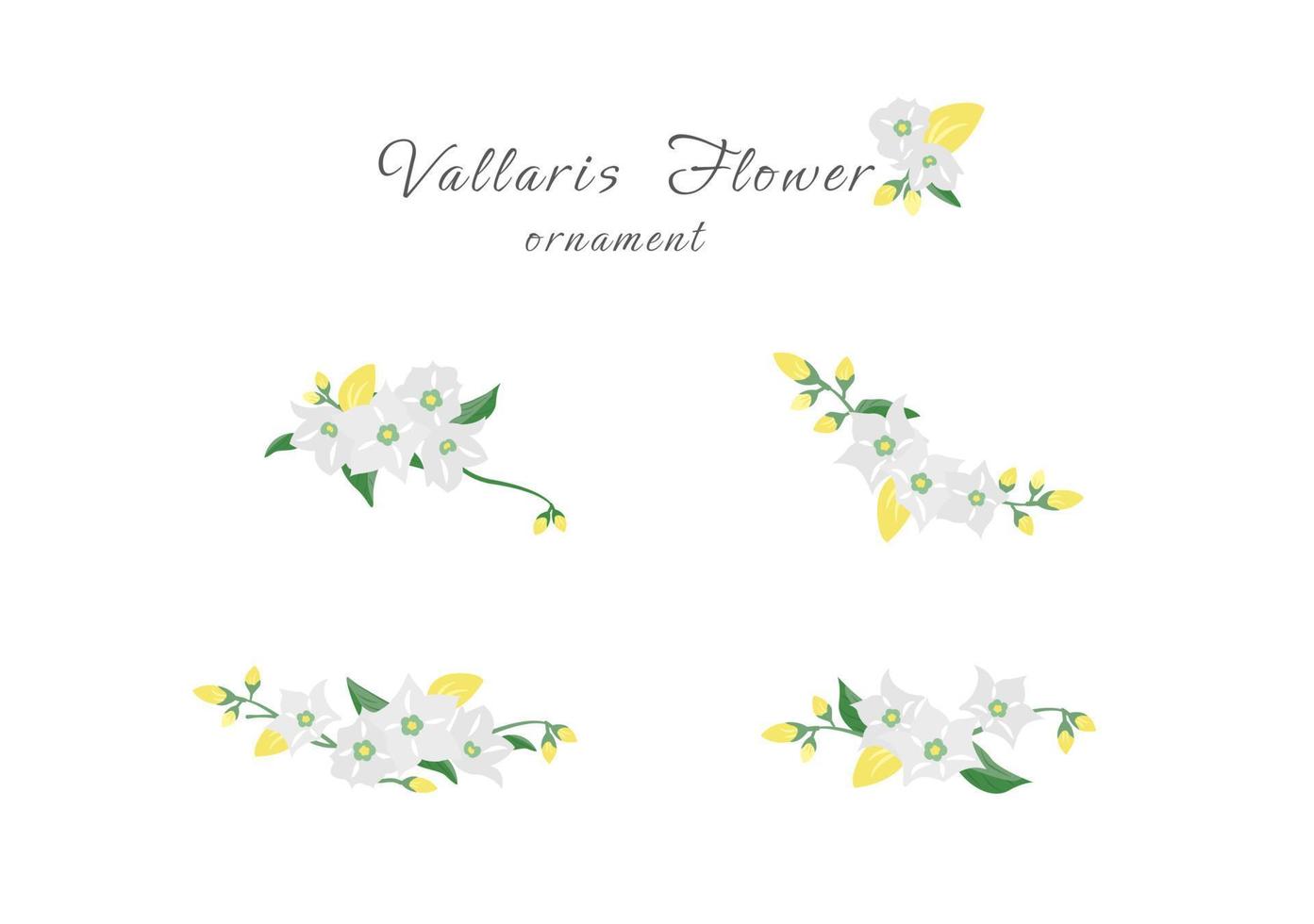 blooming bread vallaris flower floral ornament vector isolated on white background
