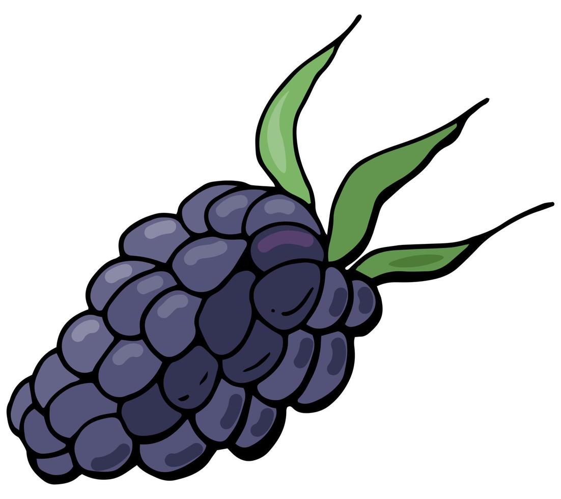 Hand-drawn illustration of blackberry vector