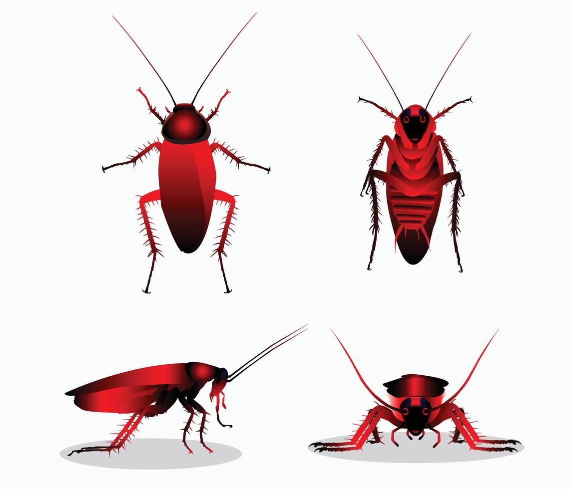 Cockroaches vector set, natural cockroaches illustration different side.