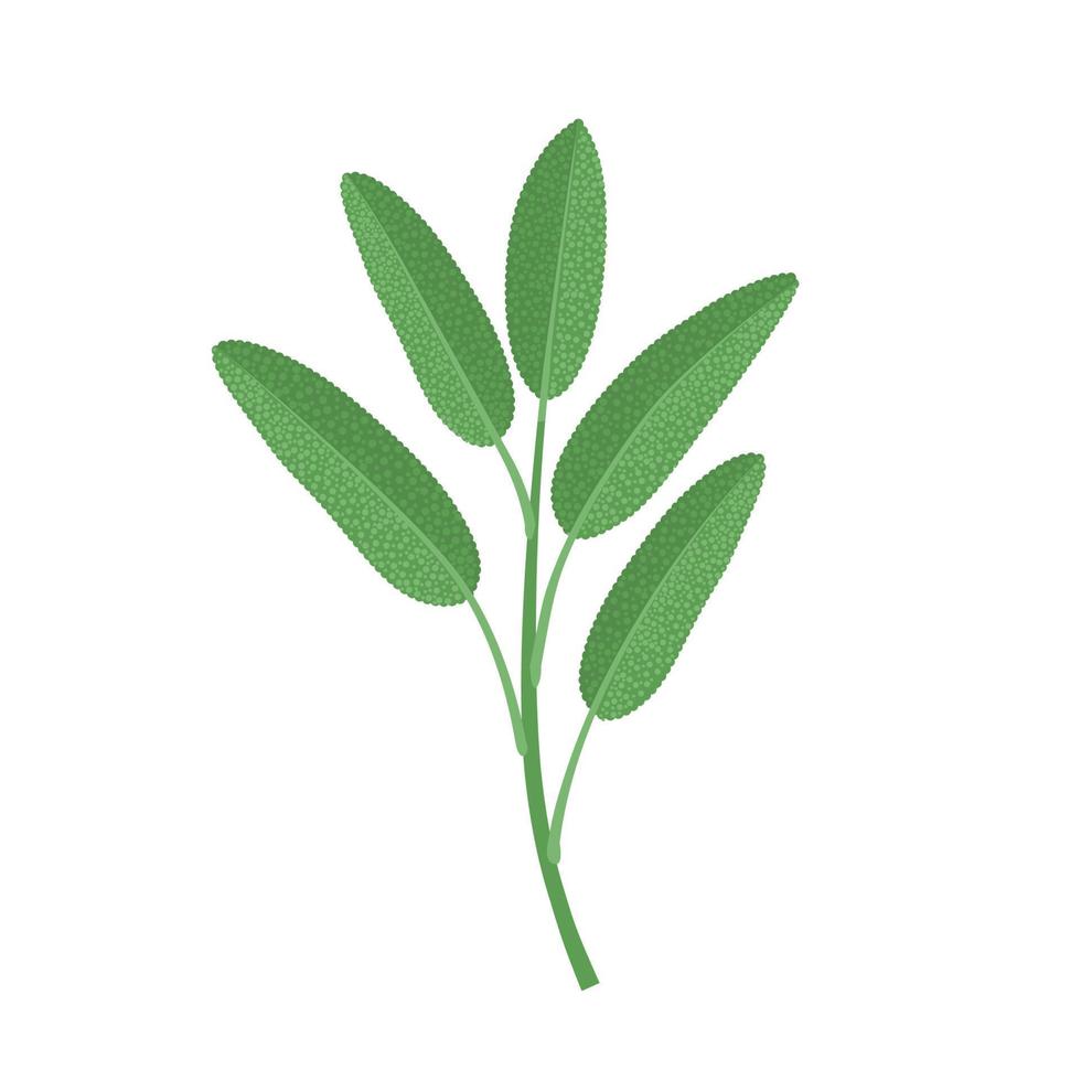 ilustración vectorial de la hoja de salvia o salvia officinalis, aislada en fondo blanco. vector