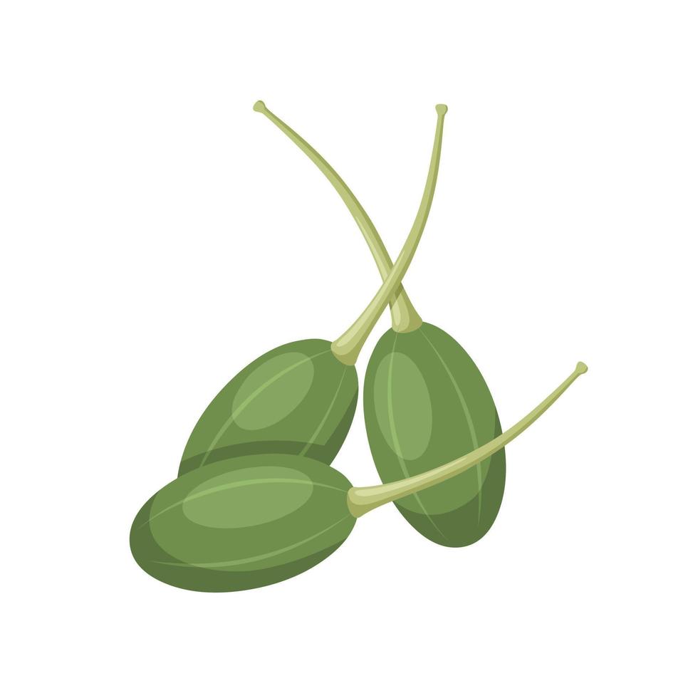 ilustración vectorial, baya de alcaparra fresca, nombre científico capparis spinosa, aislada en fondo blanco. vector