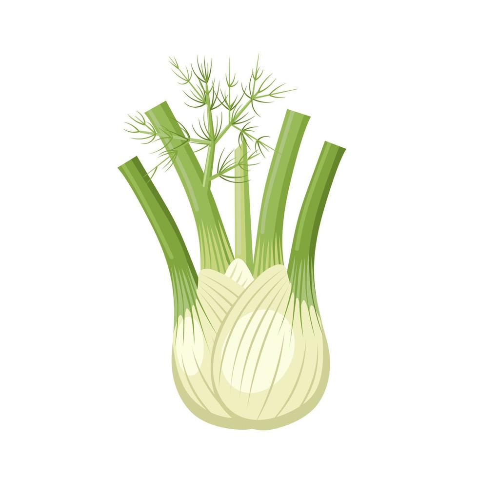 Vector illustration, bulb of fresh fennel, isolated on a white background.