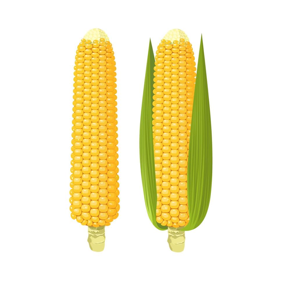 Vector illustration, set of corn cobs, isolated on white background.