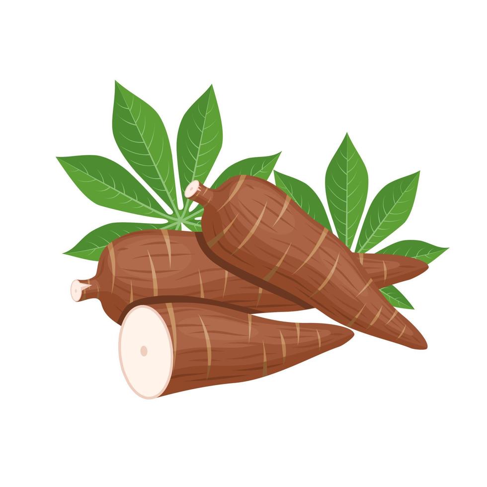 Vector illustration, cassava root, Manihot esculenta, also known as manioc and leaves, isolated on white background, as a banner, poster or national tapioca day template.