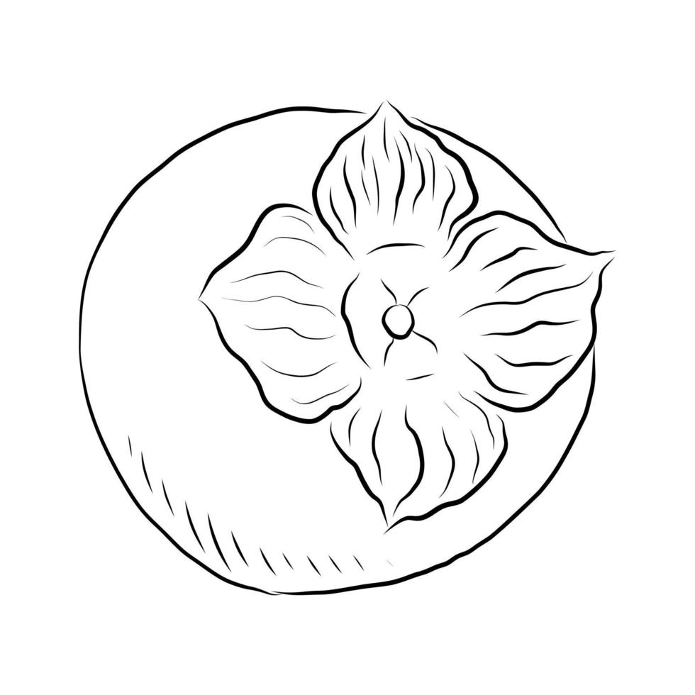 VECTOR DRAWING OF A RIPE PERSIMMON ON A WHITE BACKGROUND