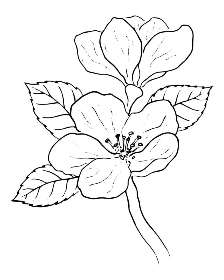 VECTOR DRAWING OF A BLACK BRANCH OF A FLOWERING APPLE TREE ON A WHITE BACKGROUND